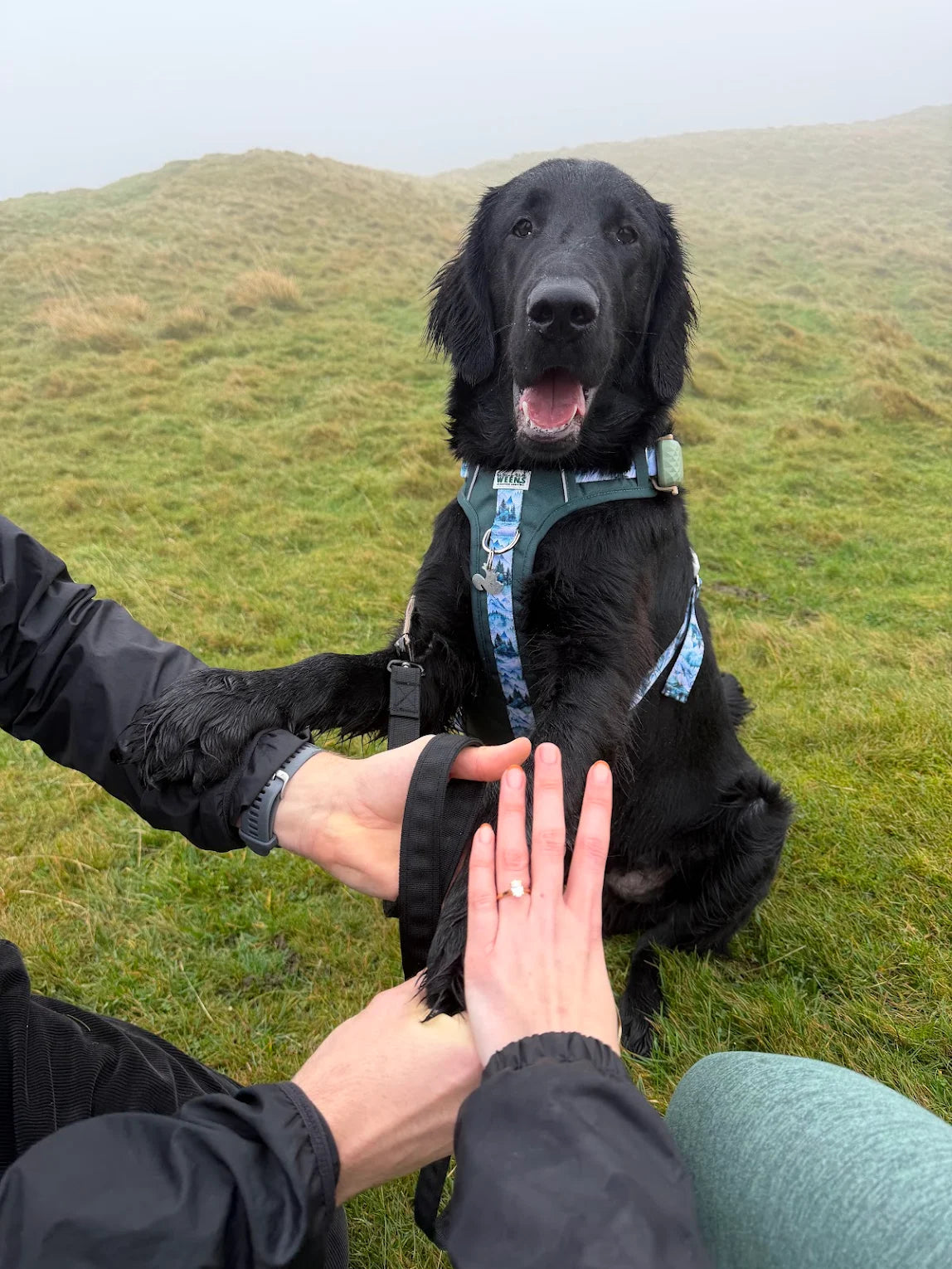 Black dog on a leash standing on grass with a woman holding its paw, showing her new Christine Sadler engagement ring